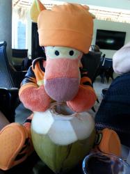 Click to enlarge image Tigger enjoying morning coconut water.. very good for you and a great source for potassium! - Bavaro Princess Video Tour All Inclusive Resort  - Punta Cana, Dominican Republic