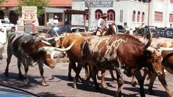Click to enlarge image Cattle Drive - There's no place in Texas like Fort Worth's Stockyards Station - Tigger takes some Brittish friends for a REAL Texas experience!