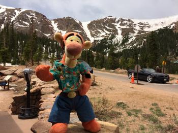 Click to enlarge image Here Tigger is showing the tree line just above Glen Cove - Exploring the Top of Pikes Peak Mountain - Near Colorado Springs, Colorado, over 14,000 feet and a view that is hard to beat!