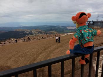 Click to enlarge image Here at the Summit Tigger holds on to the rail. Oxygen is thin! Head it all Spinny!! - Exploring the Top of Pikes Peak Mountain - Near Colorado Springs, Colorado, over 14,000 feet and a view that is hard to beat!