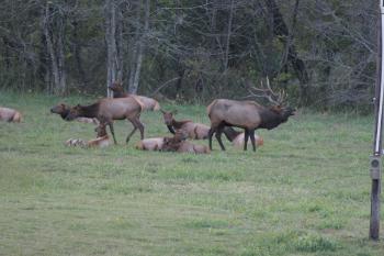 Click to enlarge image  - Elk Herd Living in Northwest Arkansas - Many do not know that Arkansas has one of the Largest Herds of Elk outside of the Rockies!