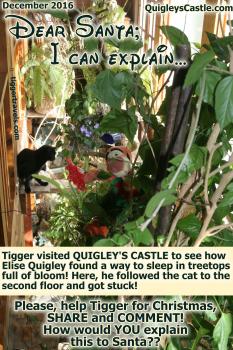 Click to enlarge image Tigger visited QUIGLEY'S CASTLE to see how Elise Quigley found a way to sleep in treetops full of bloom! He followed the cat to the second floor and got stuck!! - 10 of #25daysofChristmas! - Dear Santa-I can Explain... Tigger writes his letter to Santa #TiggersLetterToSanta2016 - Tigger needs your help writing his 2016 Christmas letter to Santa! Quigley's Castle edition