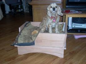 Click to enlarge image Now willing to defend it tooth and nail! - George Bailey Gets a New Bed - George the Bailey Cocker Spaniel
