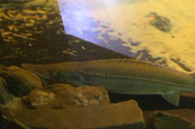  - Shovelnose Sturgeon - Fishes of Oklahoma Exhibit - Oklahoma Aquarium in Jenks, Oklahoma south of Tulsa