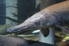 Click to enlarge image  - Alligator Gar - Fishes of Oklahoma Exhibit - Oklahoma Aquarium in Jenks, Oklahoma south of Tulsa