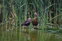 Click to enlarge image  - Whistling Ducks - At the Birding Center