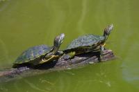 Click to enlarge image  - Turtles, Red Eared Sliders - At the Birding Center