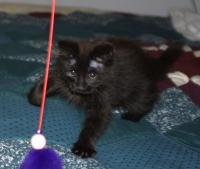 Click to enlarge image  - New Family Member - Macavity